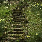 wildflowers-and-winding-stairs-at-the-aullwood-gardens-metropark-dayton-ohio-4-14-2015-thomas-minutolo