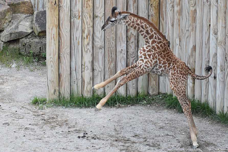 Virtual Zoo Babies