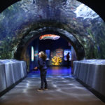 Newport Aquarium will reopen June 22!