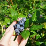 blueberries