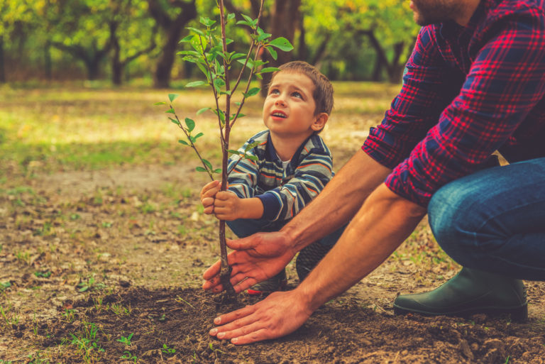 This fall, Cincinnati Parks is giving away free trees The free trees are made possible through #ReLeaf, a Cincy Parks program