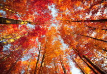 Where to See Fall Colors in Cincinnati (2025 Guide) Fall Foliage Viewing, Cincinnati