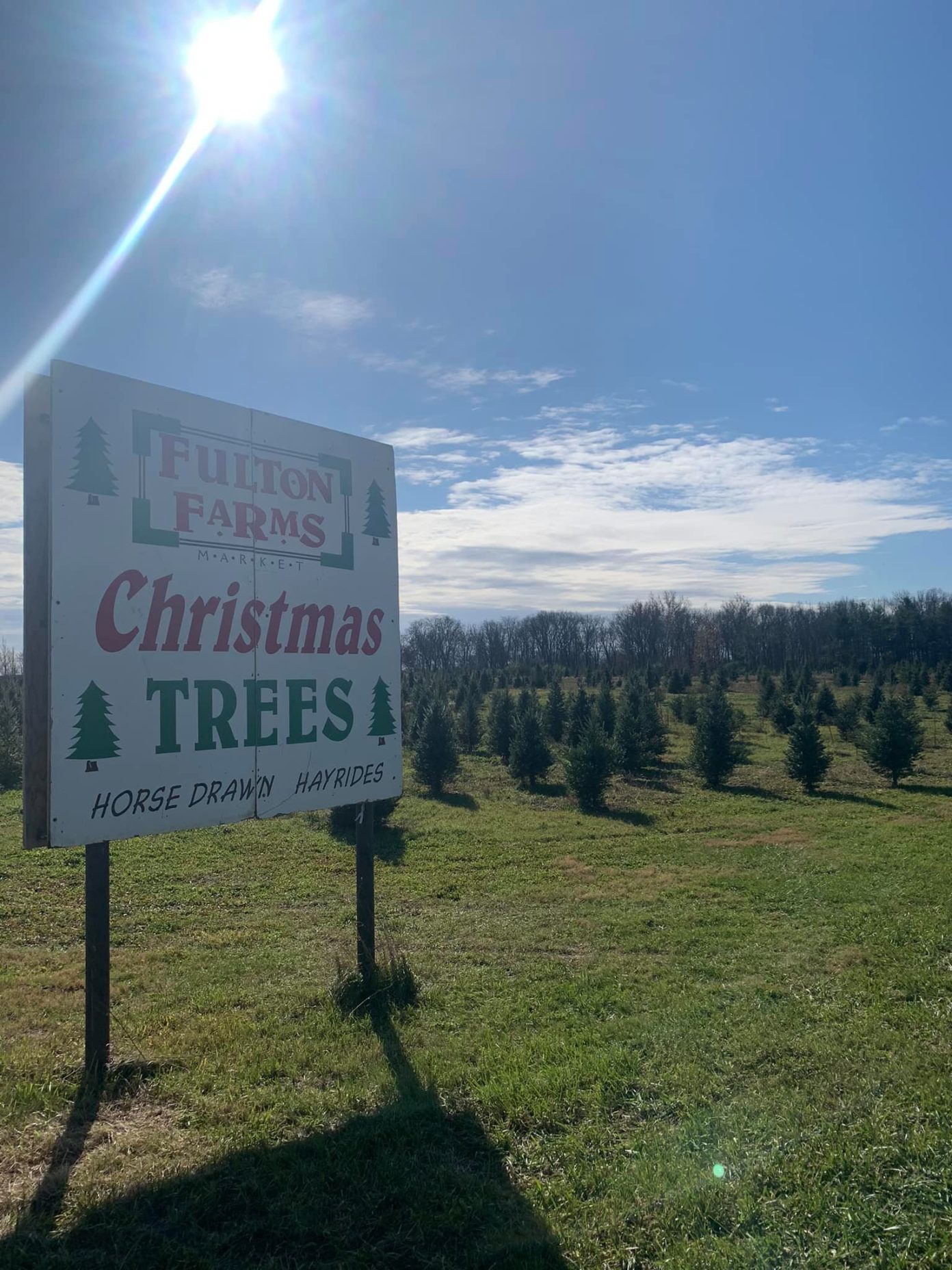 Guide to Christmas Tree Farms Around Dayton Southwest Ohio Parent