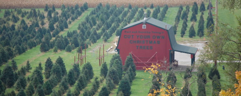 Guide to Christmas Tree Farms Around Dayton