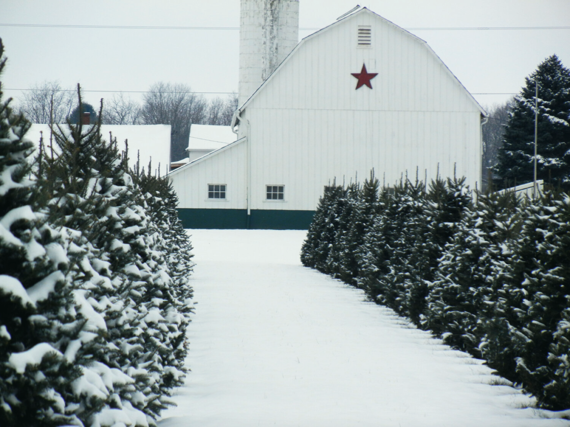 Guide to Christmas Tree Farms Around Dayton Southwest Ohio Parent