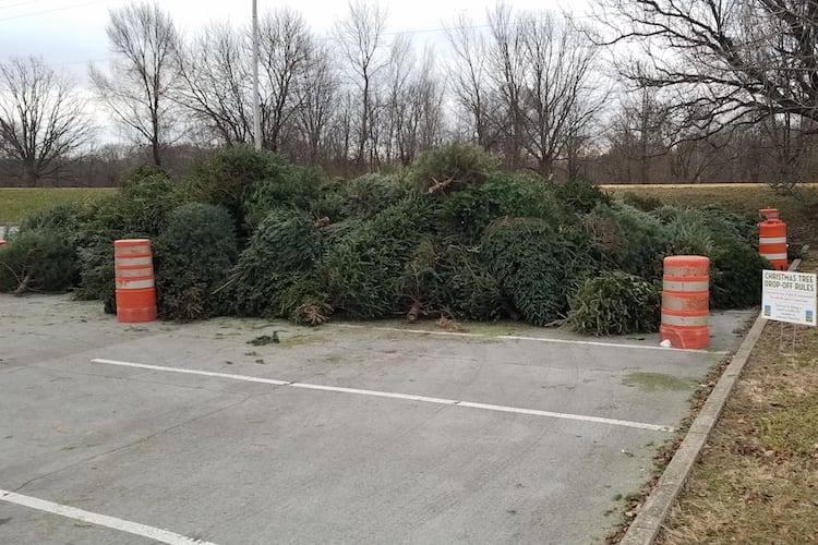 Donate Holiday Trees for State Parks Conservation Projects