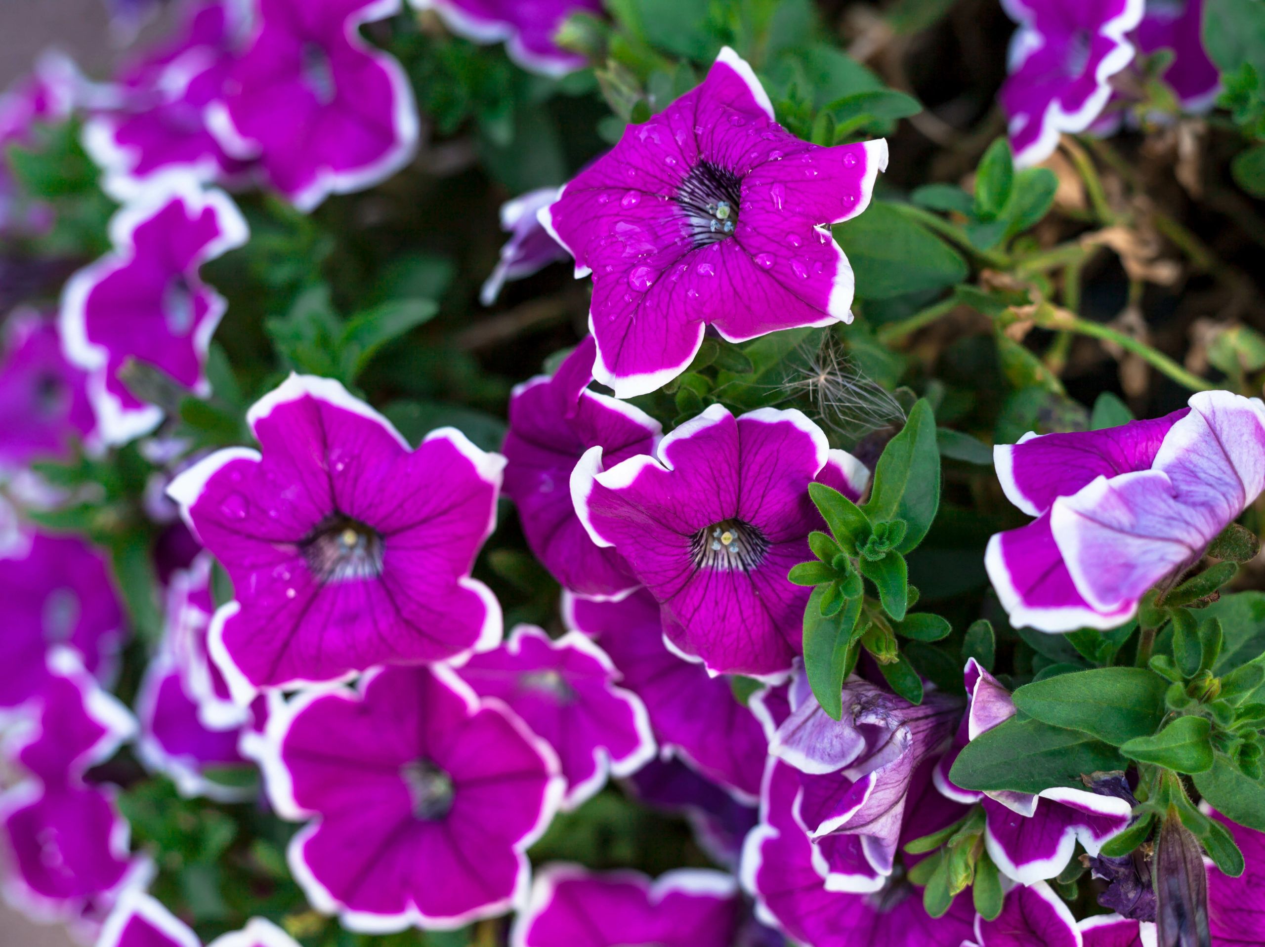 Close up of a flower border with colouful flowering Petunia Wave ...