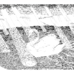 carnivalswan (1)