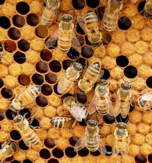 Cincinnati Art Museum Launches Queen City Pollinator Project