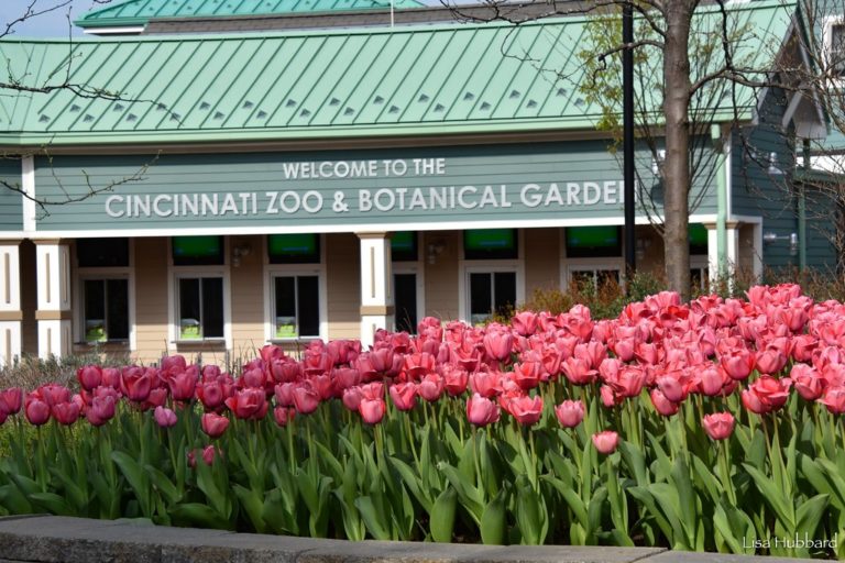 Sunshine and Blooms at the Cincinnati Zoo
