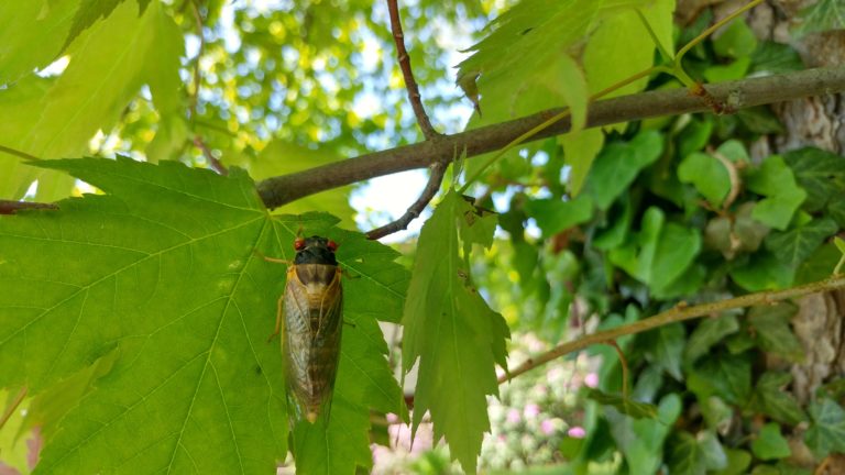 Cicada Hot Spots in Cincinnati Parks