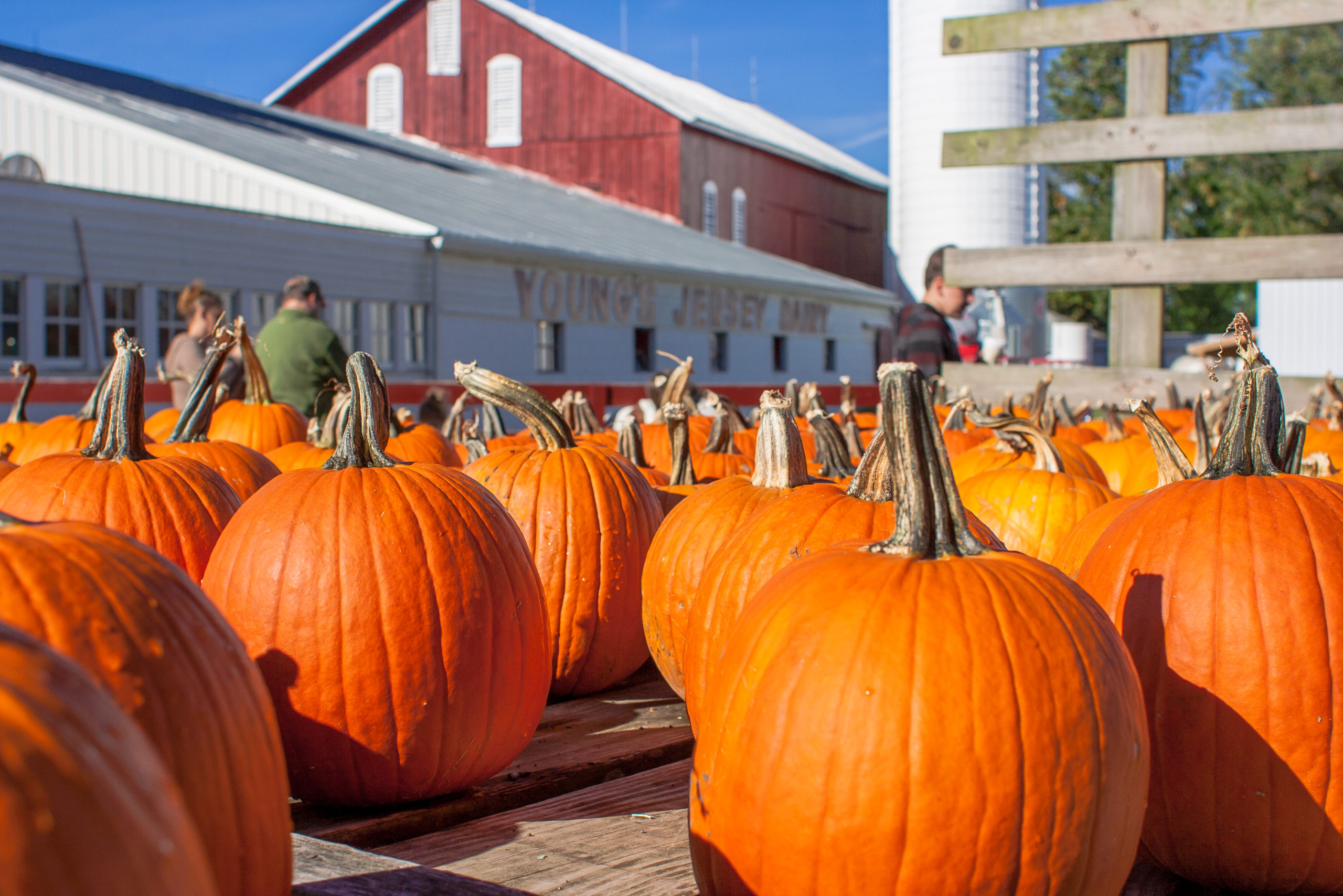 Fall Family Fun at Young’s Jersey Dairy Southwest Ohio Parent Magazine