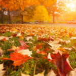 Yellow, orange and red autumn leaves in fall park.