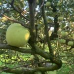 pringles orchard