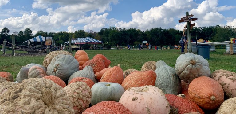 Blooms and Berries Fall on the Farm