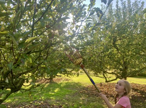 apples at pringles orchard