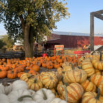 Youngs Pumpkins 1