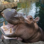 51678525839_136c03c4af_b