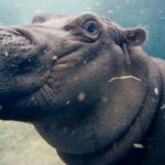 fiona-hippo-ap-02-jpo-180118_16x9_992
