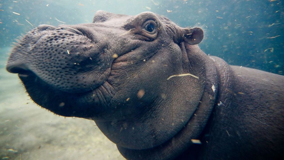 Cincinnati Cyclones, Zoo launch new Hippos Night jersey