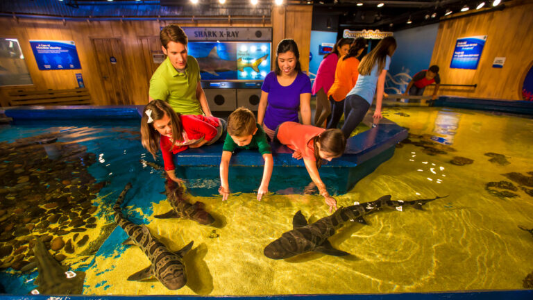 Newport Aquarium: An Extra Toothy Shark Summer