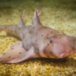 New California Horn Shark at Newport Aquarium