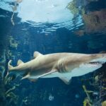 Sand Tiger Shark at Newport Aquarium