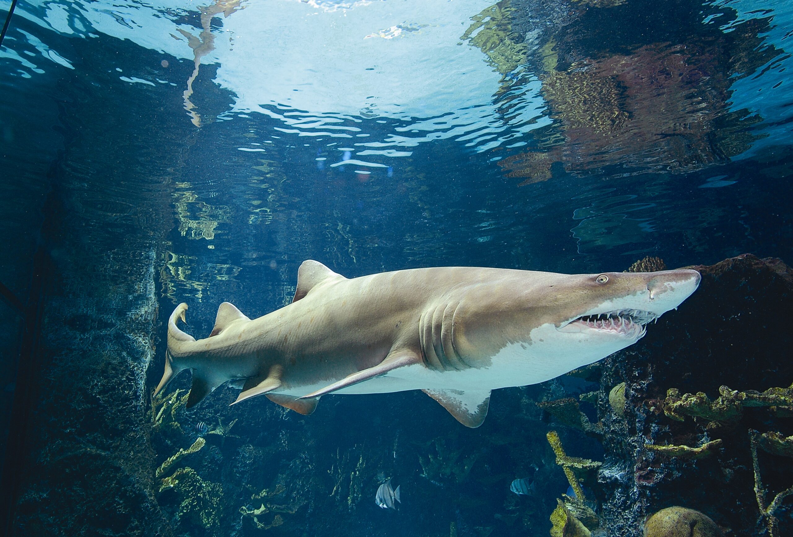 Newport Aquarium: An Extra Toothy Shark Summer - Southwest Ohio Parent ...