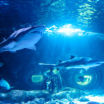 Sand tiger sharks at Newport Aquarium