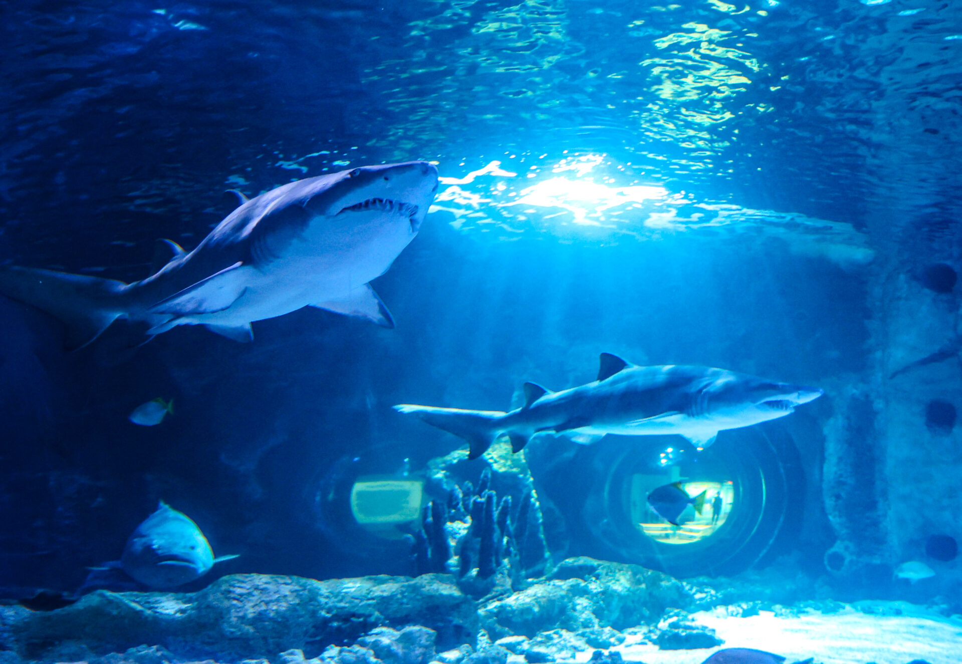 Newport Aquarium: An Extra Toothy Shark Summer - Southwest Ohio Parent ...