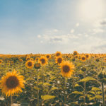 Sunflowers in a sunny field