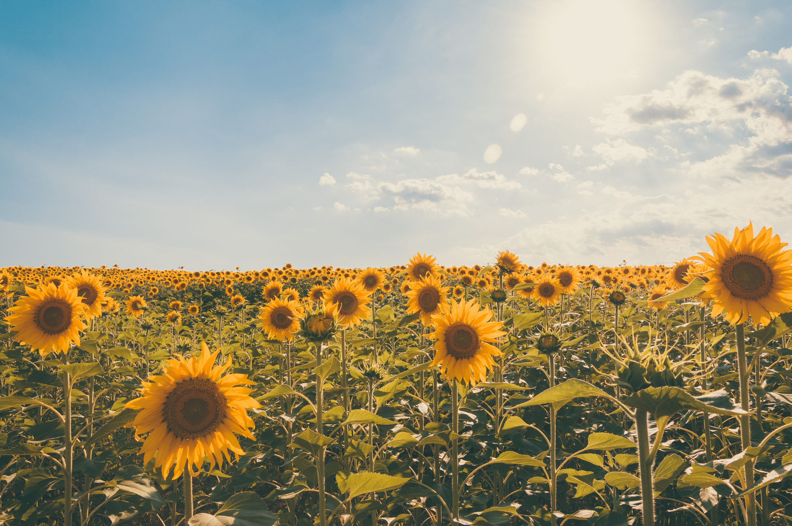 Sunflowers in a sunny field - Southwest Ohio Parent Magazine