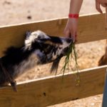 Play Yard and Petting Farm (3)