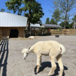alpaca