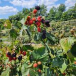 blackberries
