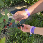 blackberry2