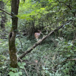 eastloveland7
