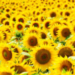 sunflower field background