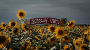 crossway sunflowers