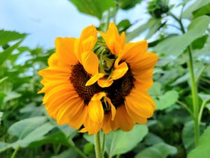 Kellogg sunflower patch