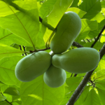 pawpaw