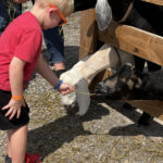 Boy Feeding Goats