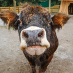 Petting Farm and Play Yard images