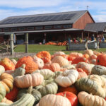 good image of pumpkins and market barn