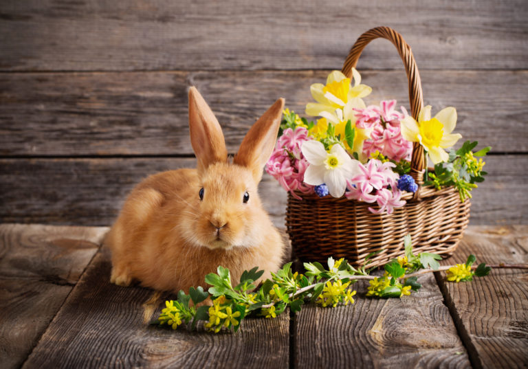 Hop Along with Live Bunnies at Krohn Conservatory During Bunnies & Blooms