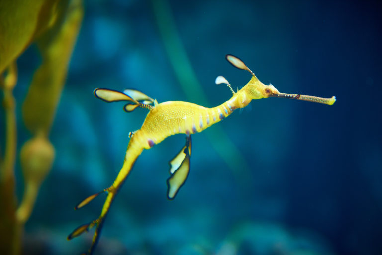 Newport Aquarium Kicks Off All-New Underwater Scavenger Hunt Highlighting New Animals