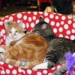 Two Cats 2018