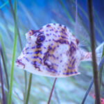 Cowfish in the new Hatchling Harbor Exhibit at Newport Aquarium