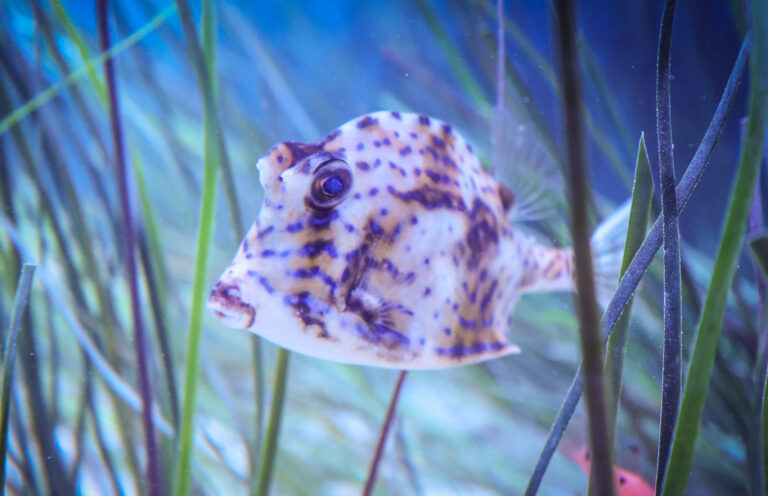 New Hatchling Harbor Exhibit Opens March 3 at Newport Aquarium