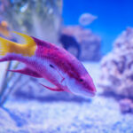 Cuban Hogfish in the new Hatchling Harbor Exhibit at Newport Aquarium